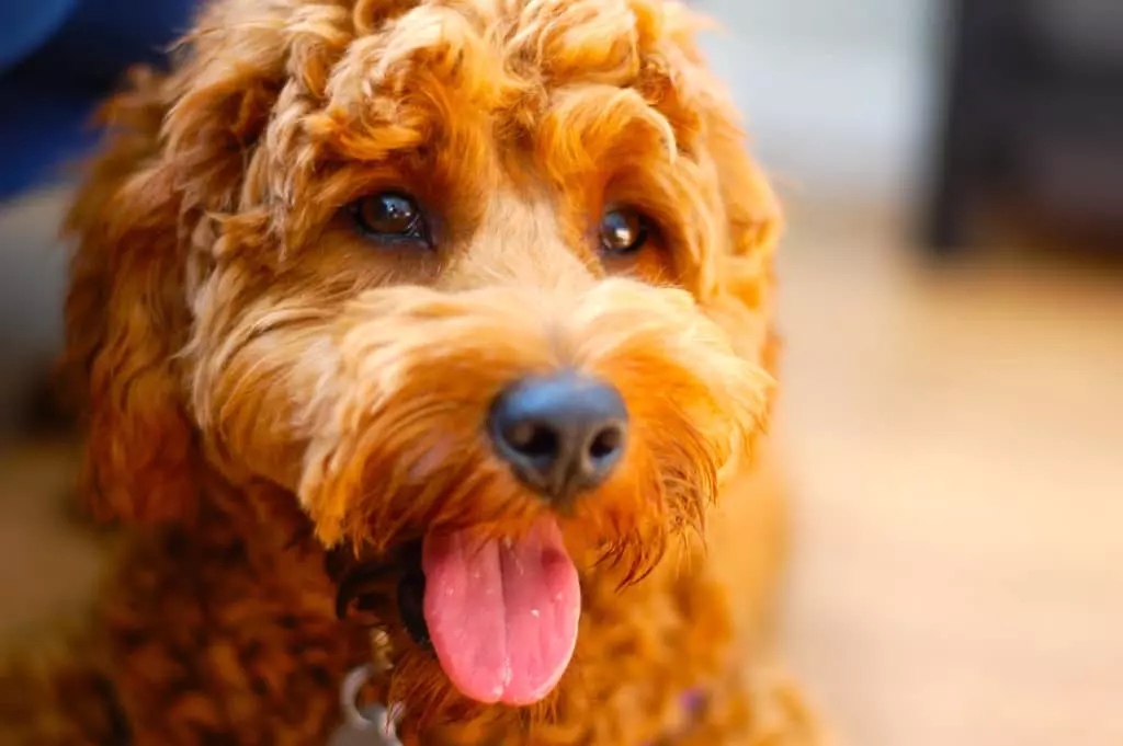11 Best (Highest Quality) Dog Foods for Goldendoodles in 2023