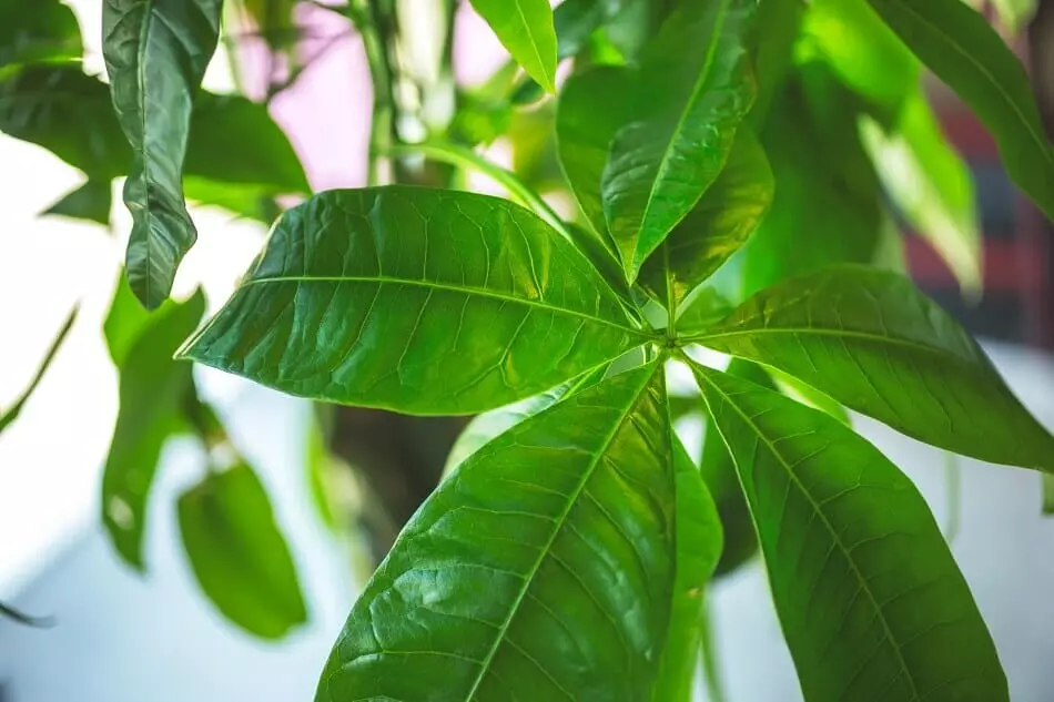 Ficus Ginseng Plant to bring positive Feng Shui