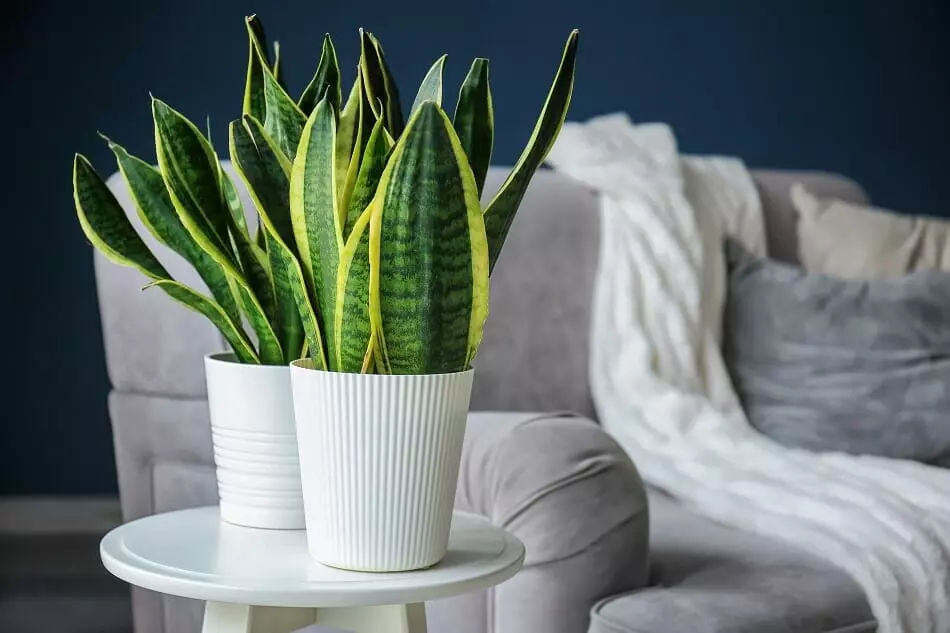 Peace Lily Plants for Feng Shui