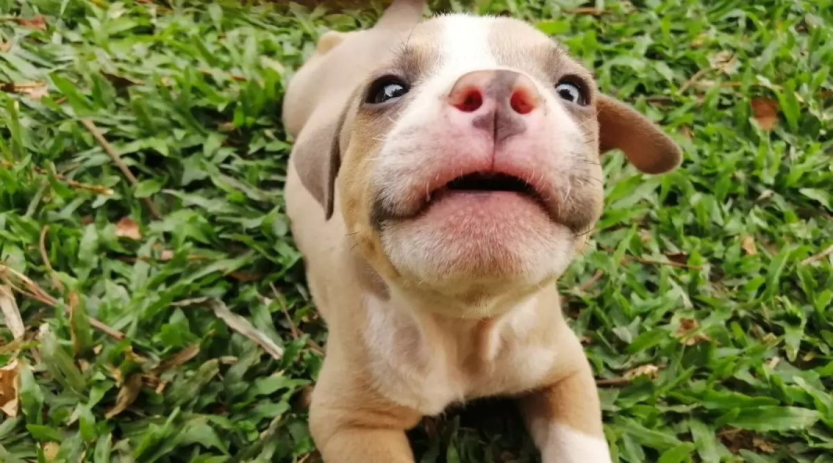American Bully Puppy Waiting For Food