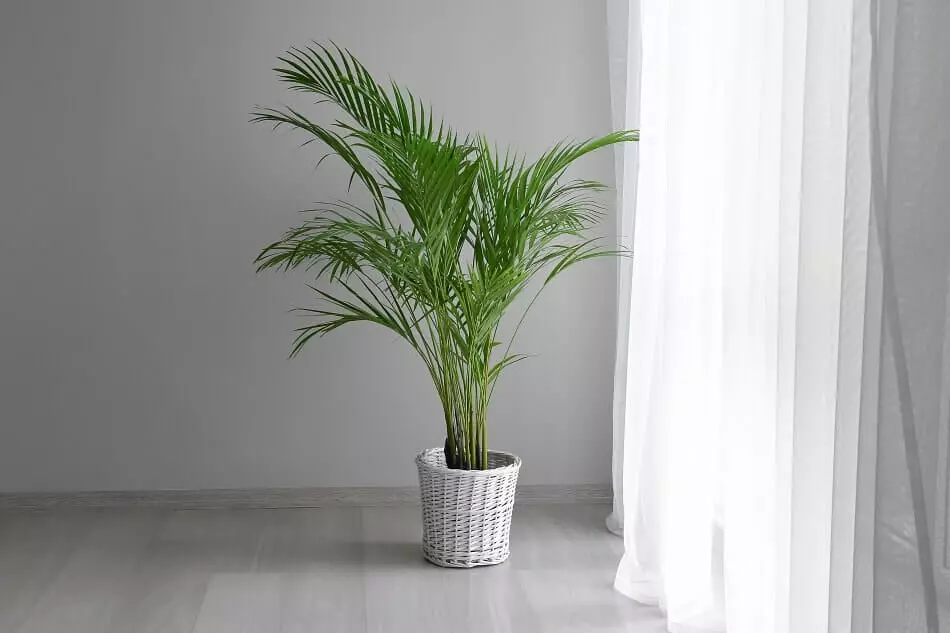 A collection of indoor money tree plants