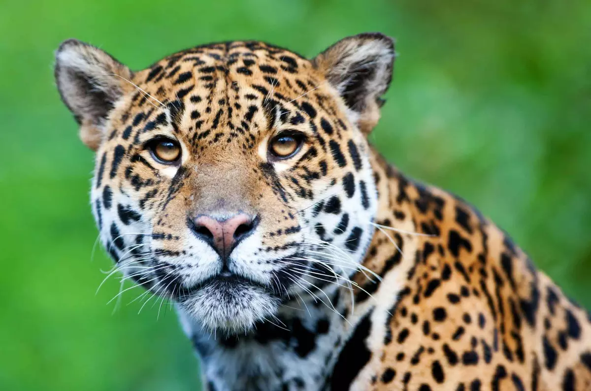The powerful jaguar