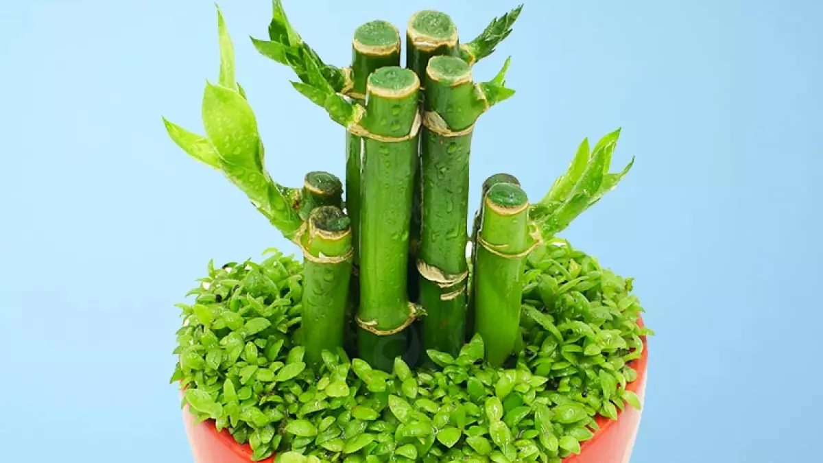 Lucky bamboo is often referred to as the lucky plant in the Feng Shui community