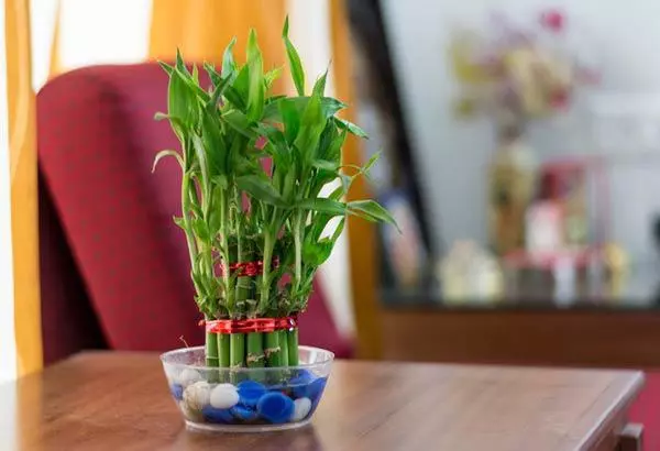 Place a pot of lucky bamboo in a wealthy corner or near the entrance door to attract wealth into your home