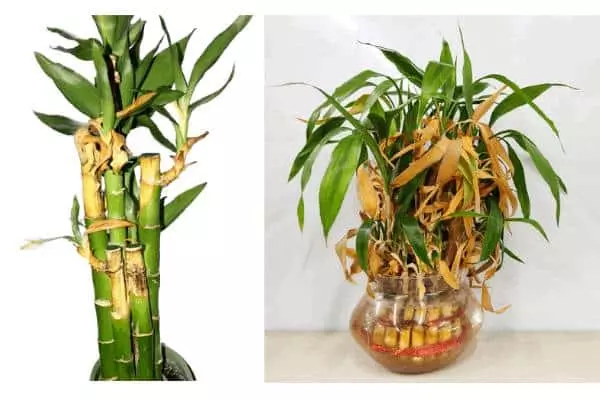 Yellowing leaves are a common issue with lucky bamboo plants when grown indoors