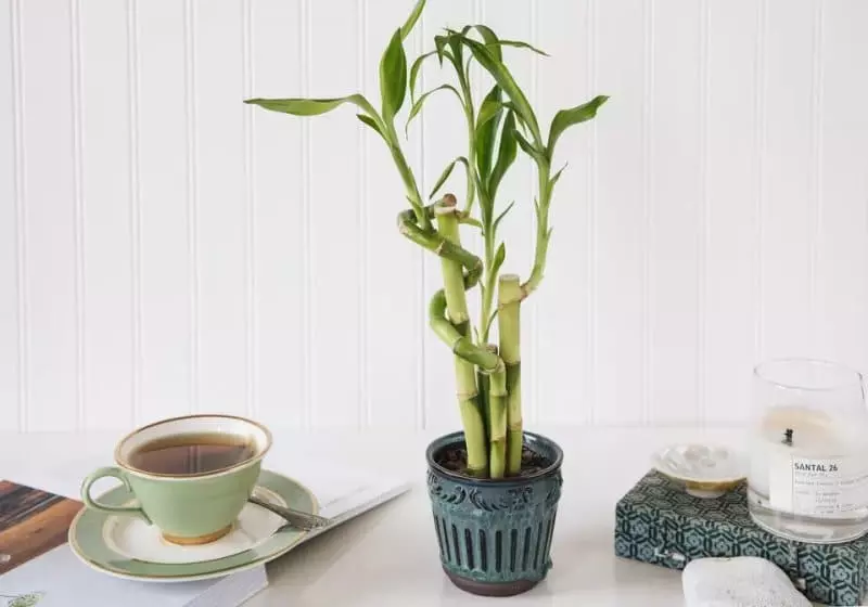 The benefits of lucky bamboo are bringing good luck and purifying the air inside the house