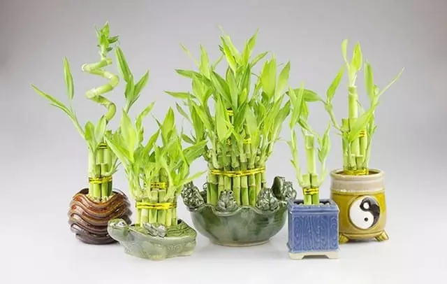 There are many different styles of lucky bamboo for you to choose from