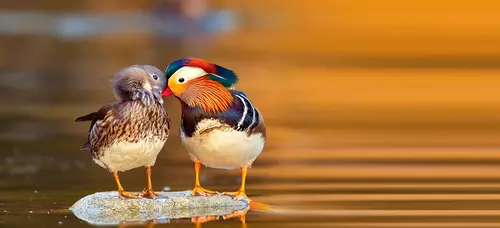 Mandarin ducks with lotus