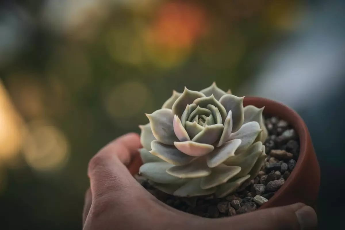 The placement of your succulents is essential to creating good feng shui.