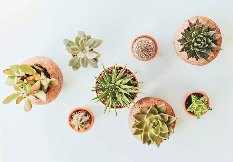 Good feng shui can be achieved by selecting the succulents that carry the right energy for you.