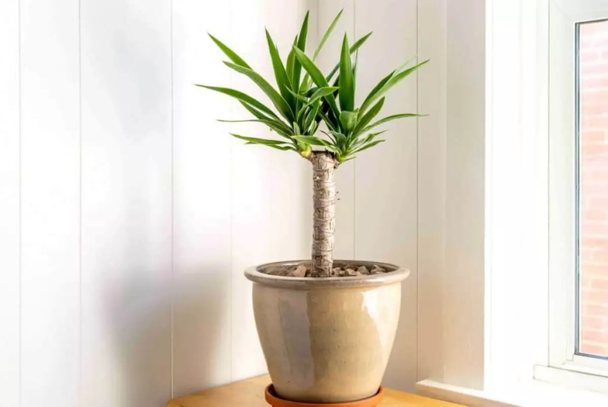Yucca Plant in Feng Shui
