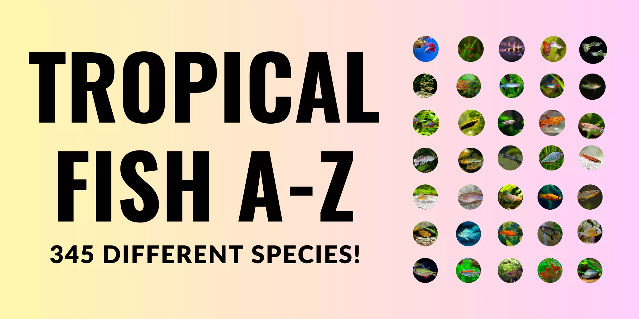 Tropical Fish A-Z