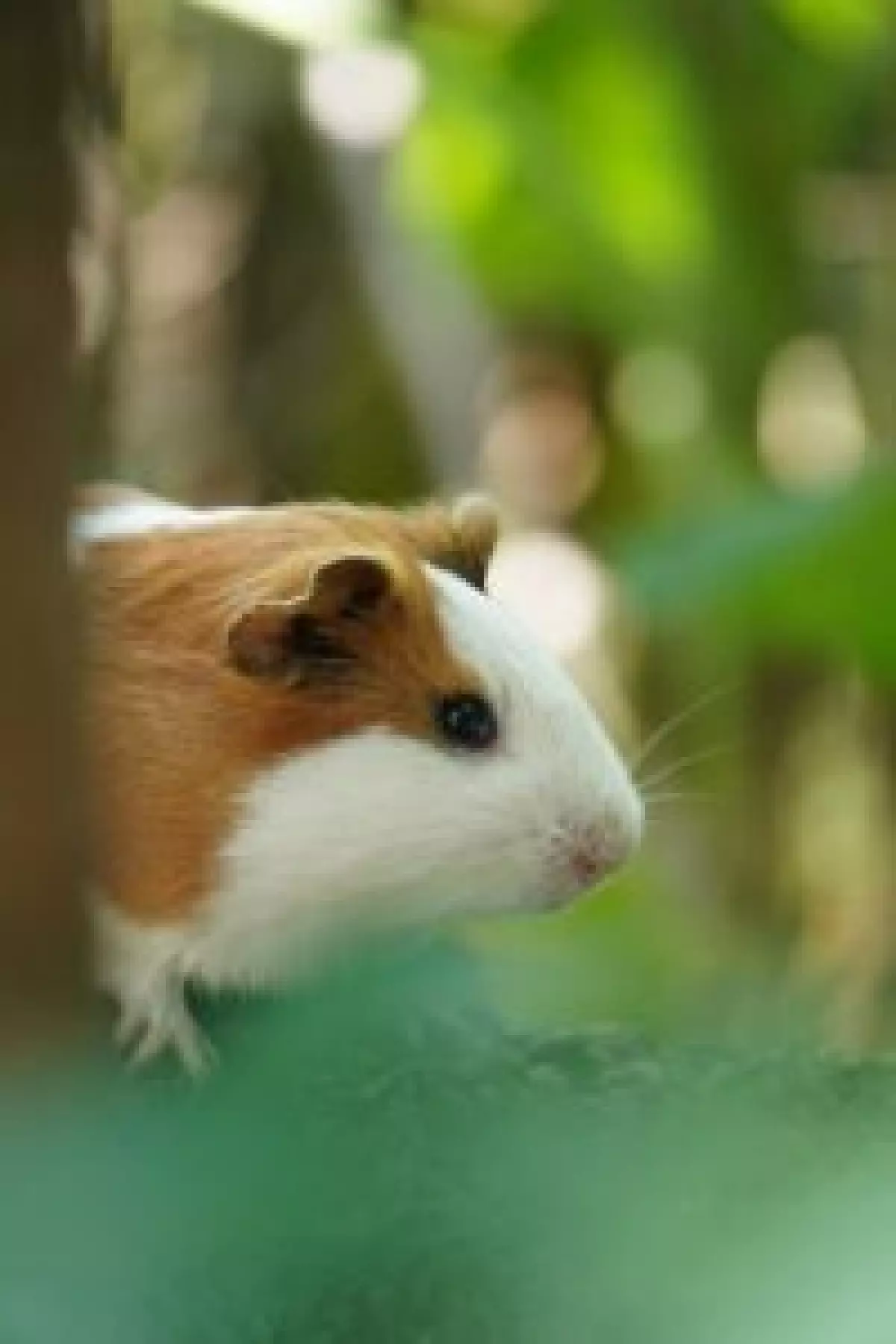 guinea pig standing among leaves