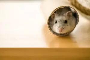 hamster in a toilet roll