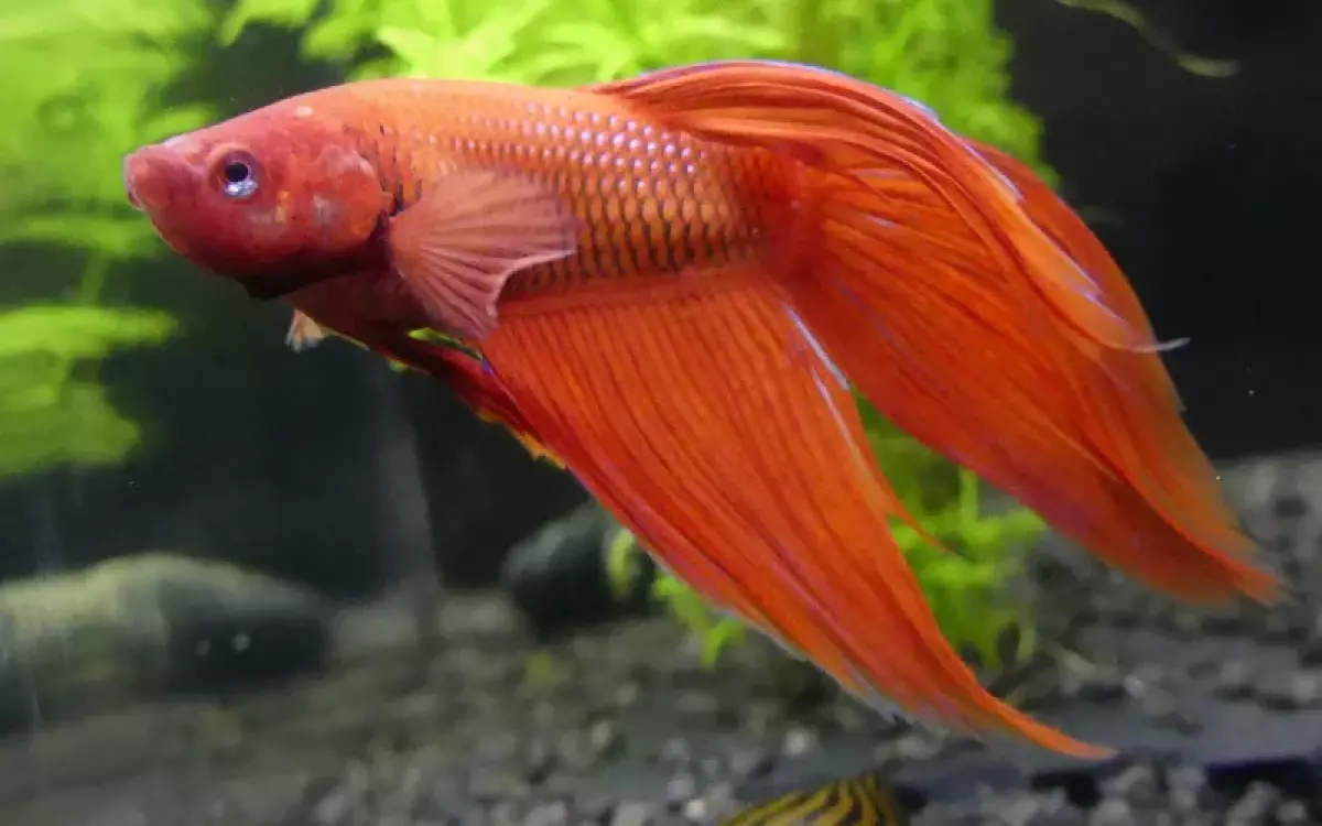 betta fish without food