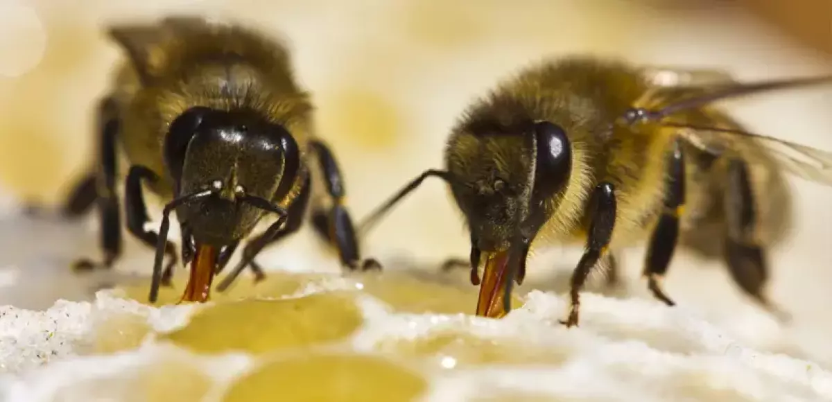 Bees deposit nectar in the honeycomb to form a winter store of food