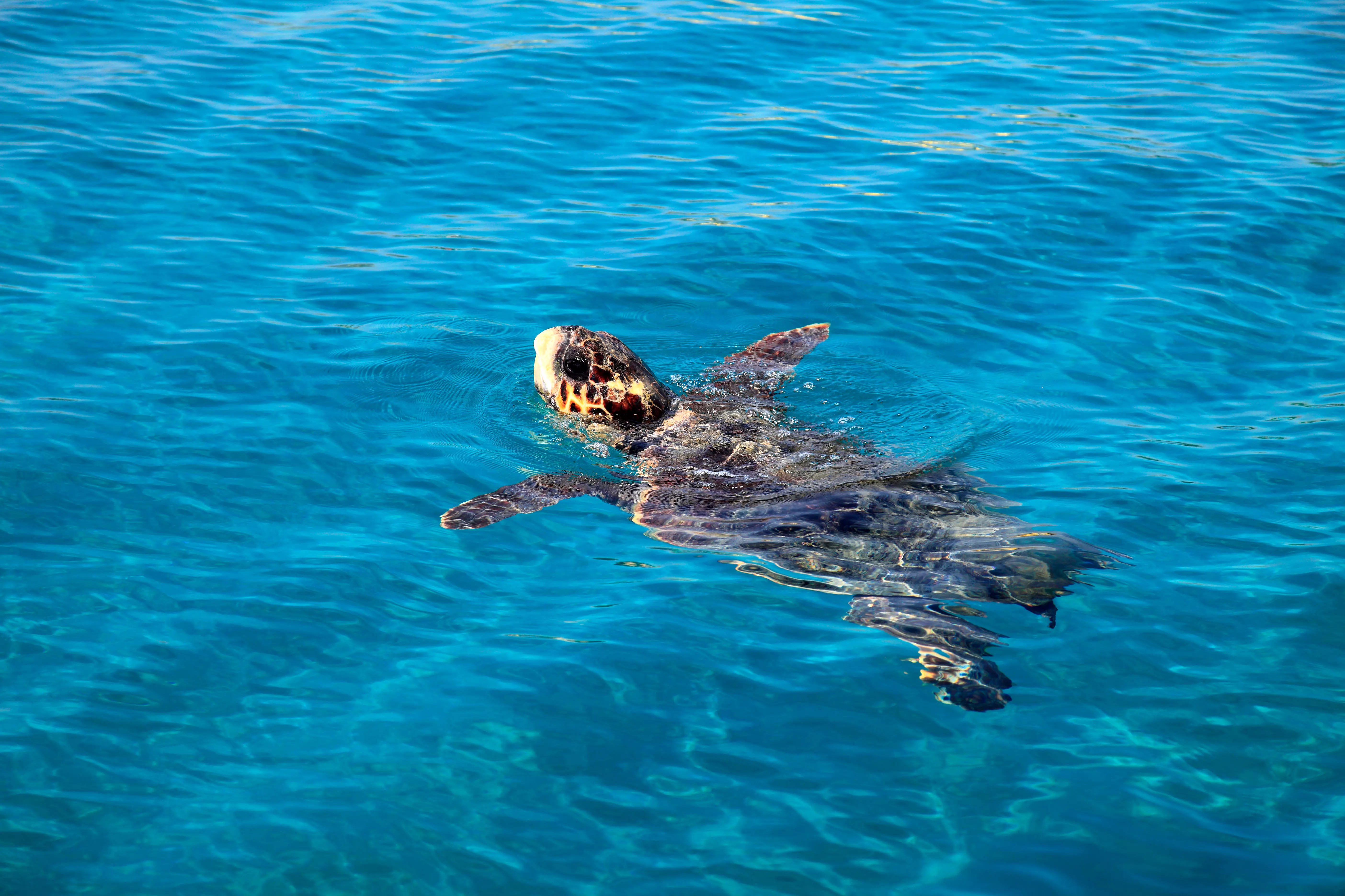 A loggerhead turtle in Zakynthos, Greece, one of the best family holiday destinations