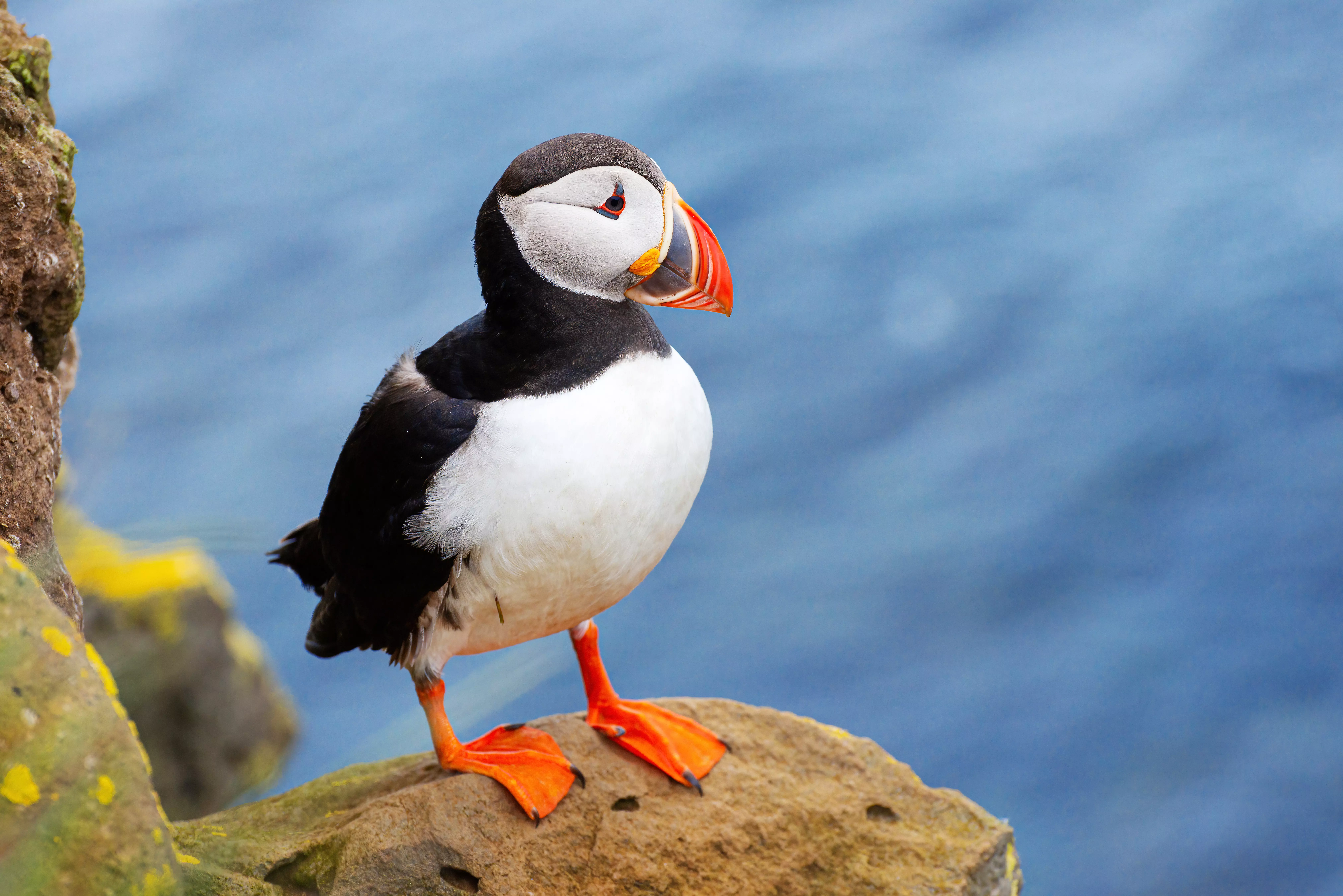 An Atlantic puffin in the Westfjords, Iceland, one of the best family holiday destinations