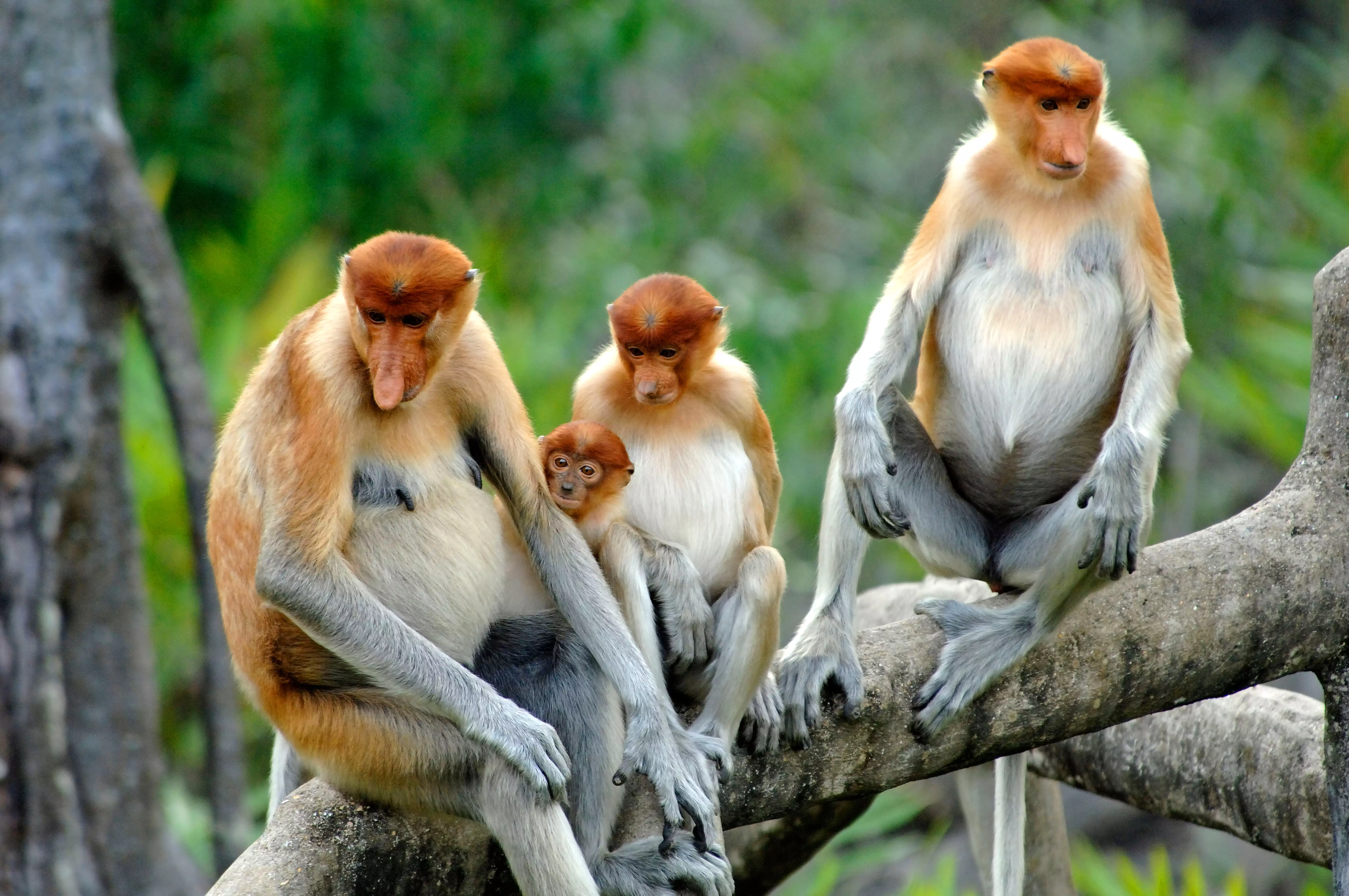 Proboscis monkeys ở Borneo Malaysia, một trong những điểm đến kỳ nghỉ gia đình tốt nhất