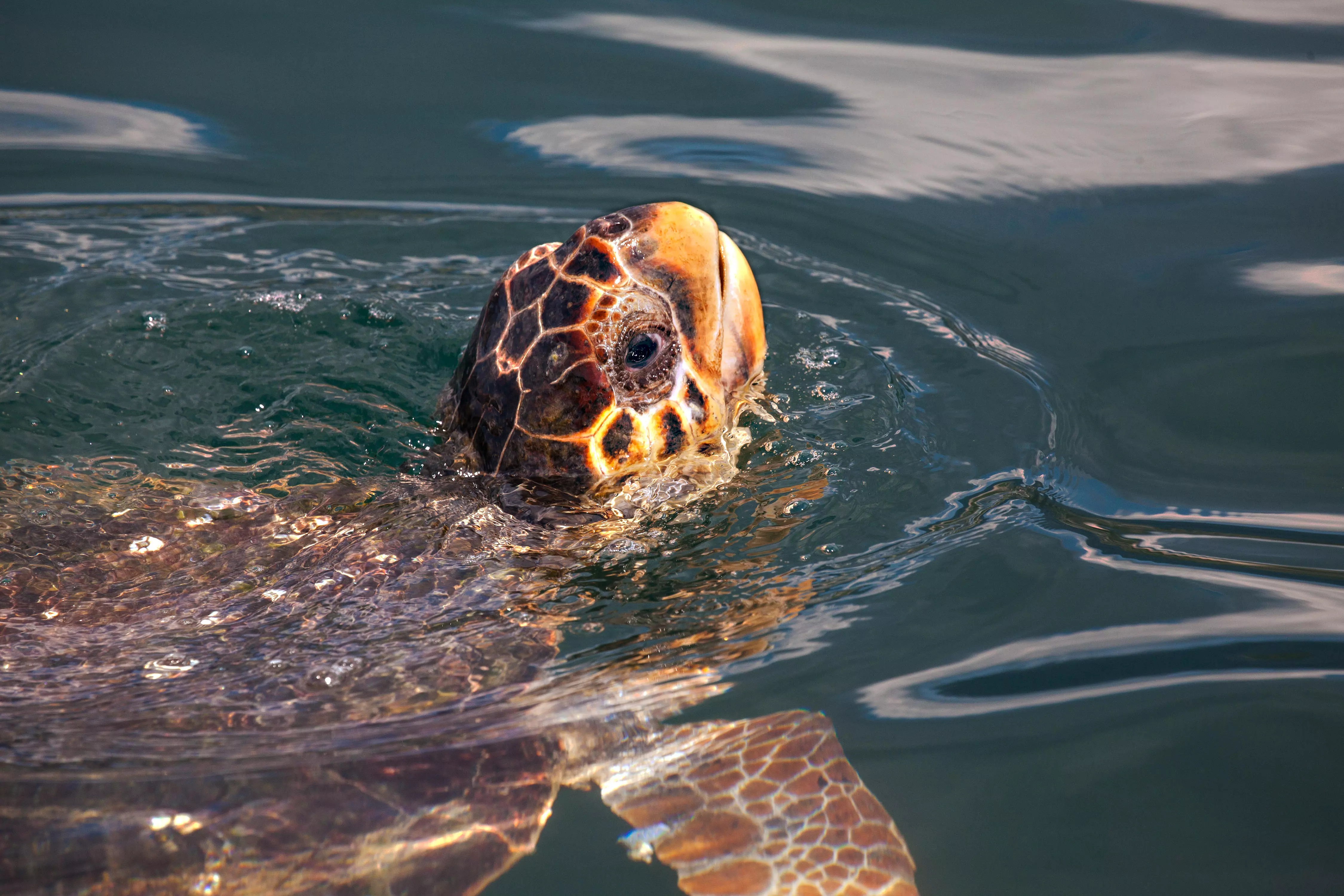 A sea turtle in the harbour at Argostoli on Cephalonia