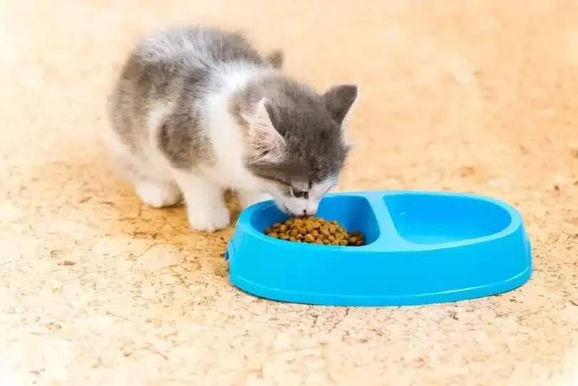 cat eating canned food