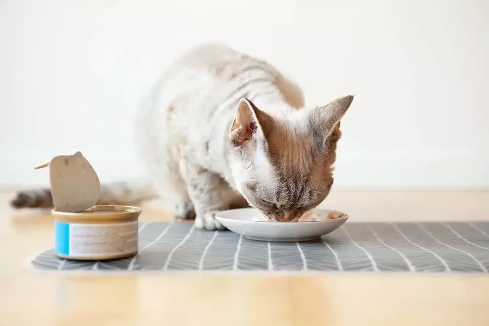 kitten eating wet cat food