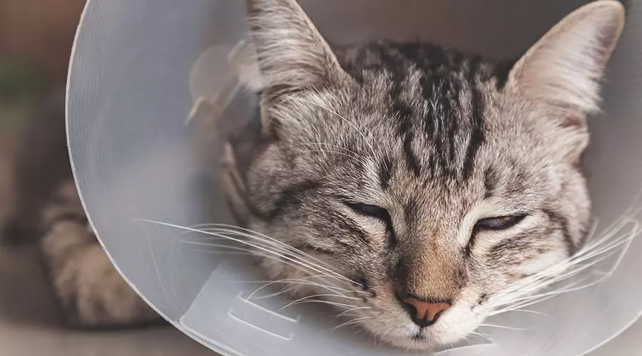 Injured cat wearing a vet cone collar