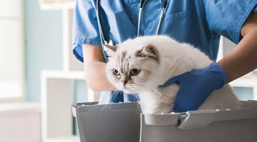 Cat being checked over by the vet