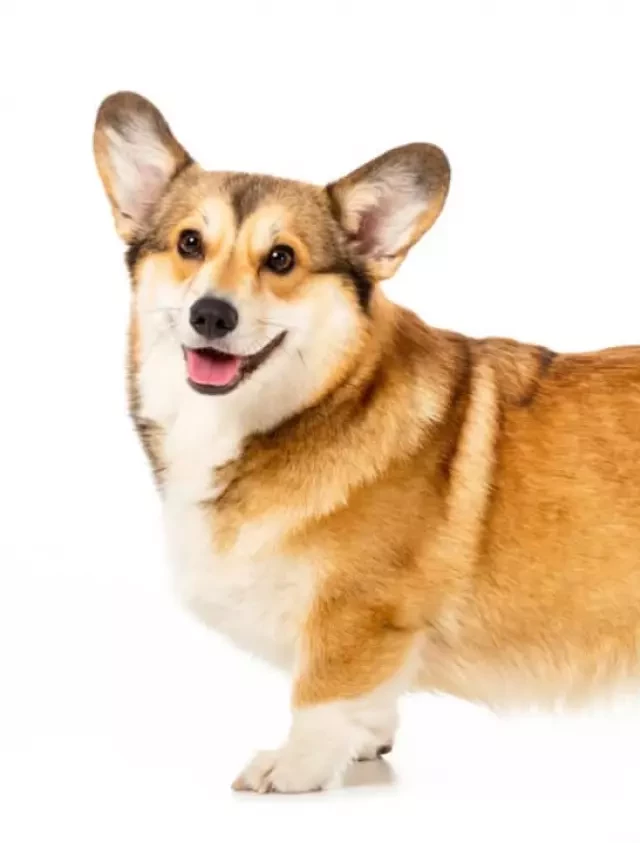   The Ultimate Guide to Feeding Your Corgi: Top Food Picks for 2023!