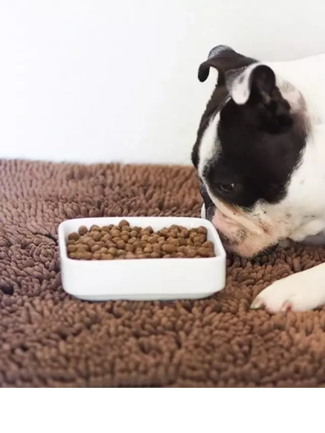   8 Best Dog Foods for Boston Terriers in 2024 – Reviews &amp; Top Picks