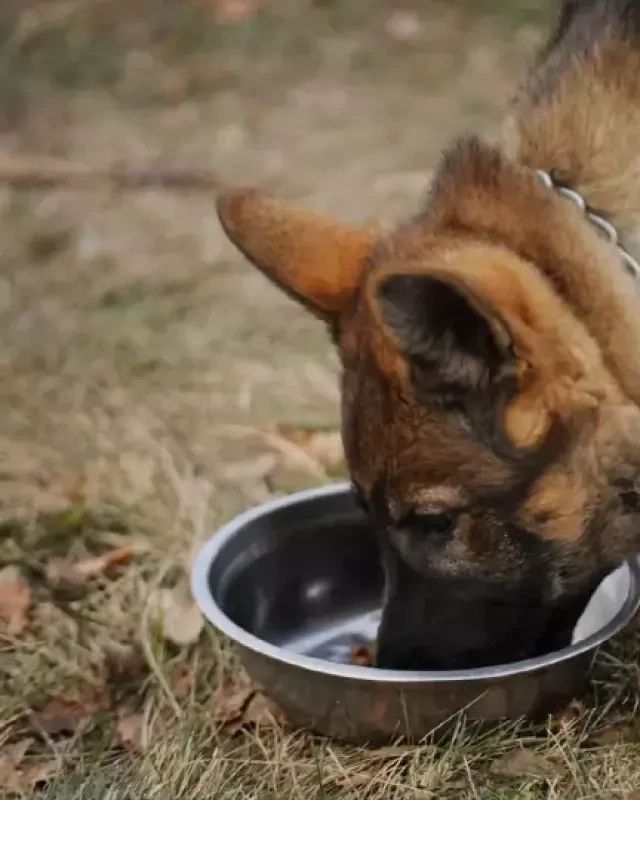   The Best Dog Foods for German Shepherds With Skin Allergies in 2024