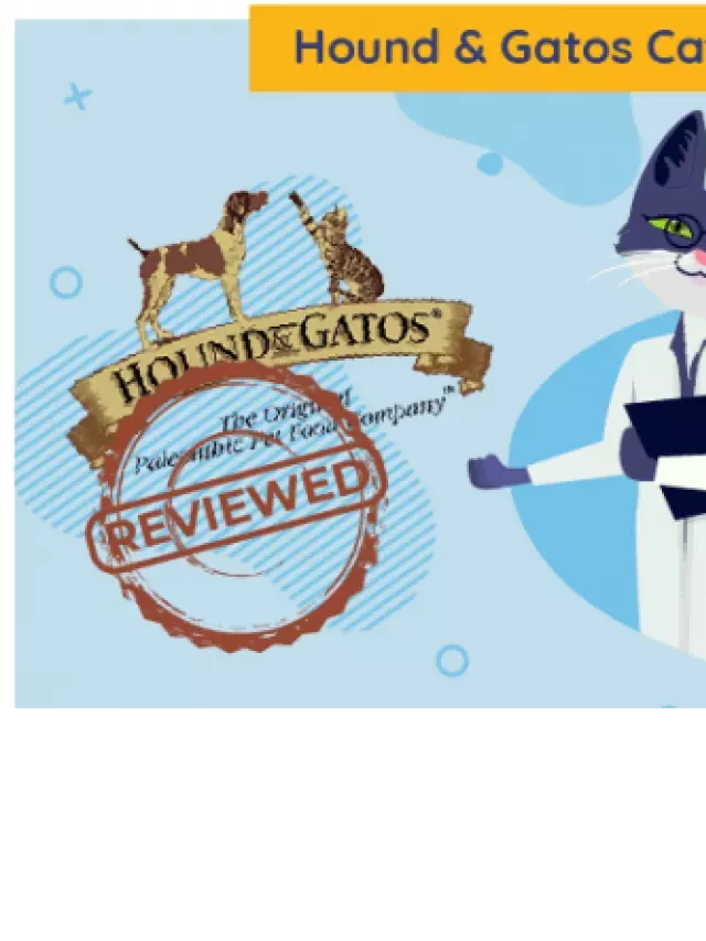   Hound &amp; Gatos Cat Food Review: A Carnivore's Delight
