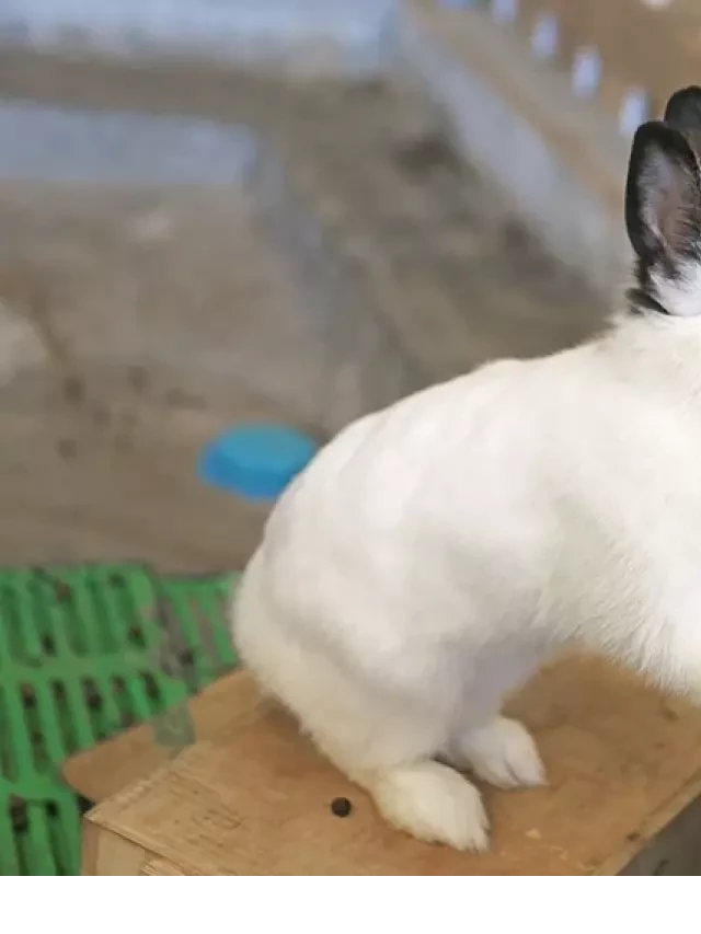   How Long Can Rabbits Go Without Food? The Importance of a Constant Supply