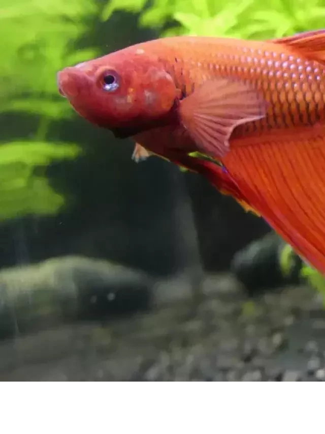   How Long Can Your Betta Fish Go Without Food?