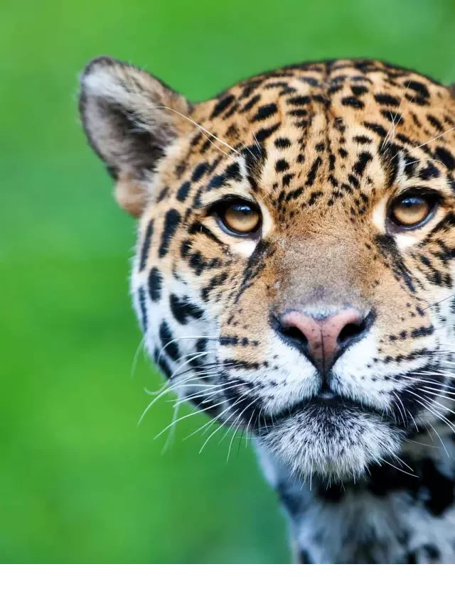   The Majestic Jaguar: A Closer Look at the King of the Amazon Rainforest