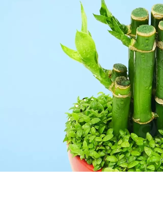   Lucky Bamboo: Unveiling the Secrets to Care, Meaning, and Benefits