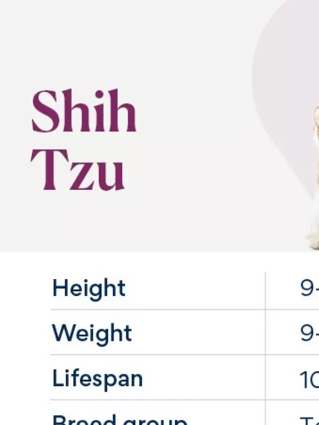   Shih Tzu: More than Just a Furry Companion