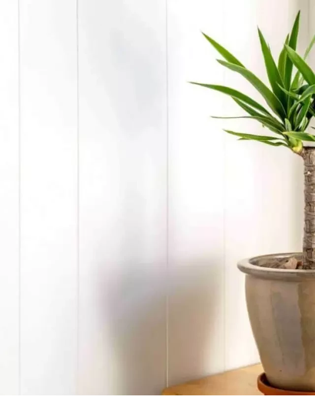   Yucca Plant in Feng Shui: Unveiling Its Symbolic Power
